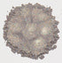Limited Edition #1 Silver (frost)
